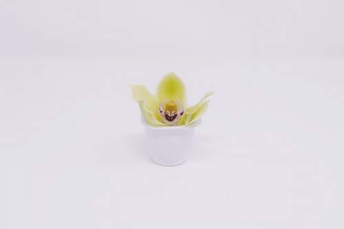plant yellow petaled flower art
