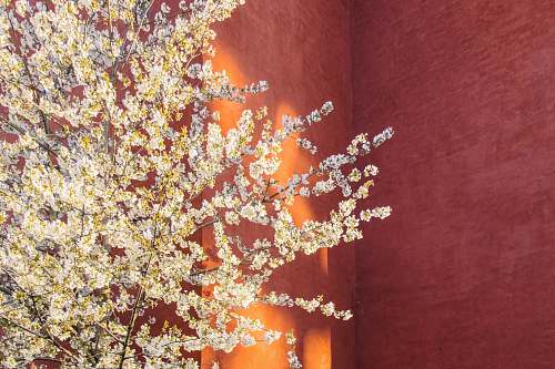tree yellow petaled flower blossom