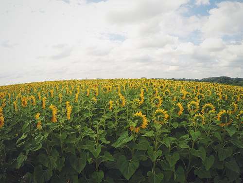 sunflower yellow sunflower in bloom plantation field