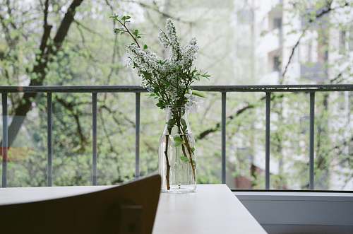 trees shallow focus photography of white flowers on clear glass vase window