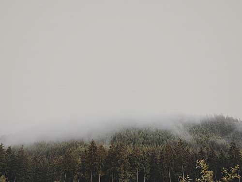 trees forest coated with fog germany