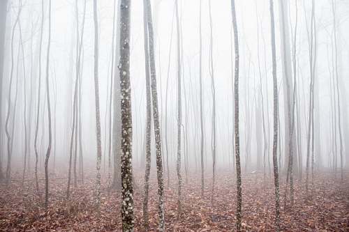 forest withered trees woods
