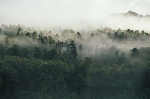 nature green leafed trees covered by fog during daytime fog