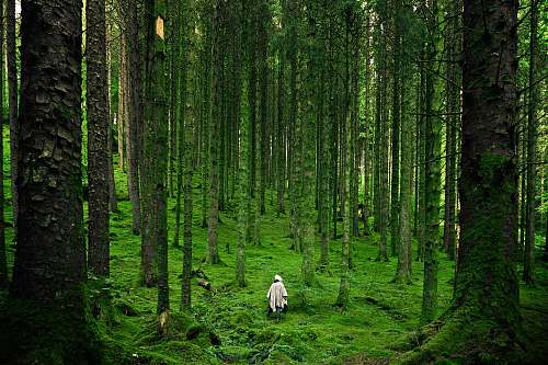 nature person in tree