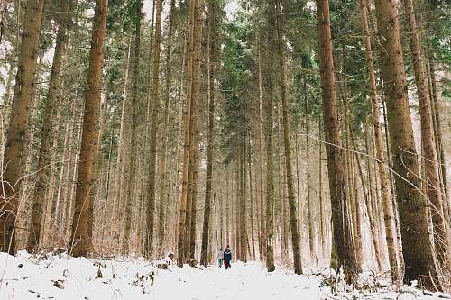 tree person walking near forest during daytime nature