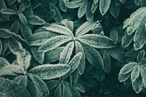 ice close-up photography of green leaf plant leaves snow