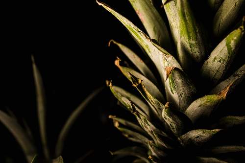 pineapple pineapple fruit morelia