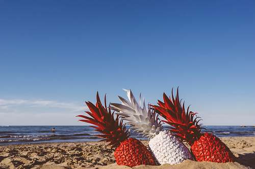 pineapple two red and white pineapples on seashore during daytime sand