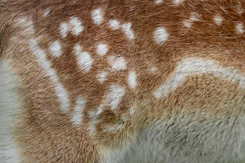 texture beige and brown animal fur animal