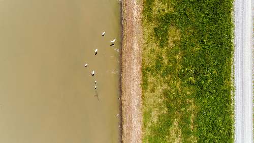 flood aerial photography of ducks on body of water birds