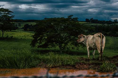 cow brown cow on grass field near tree water