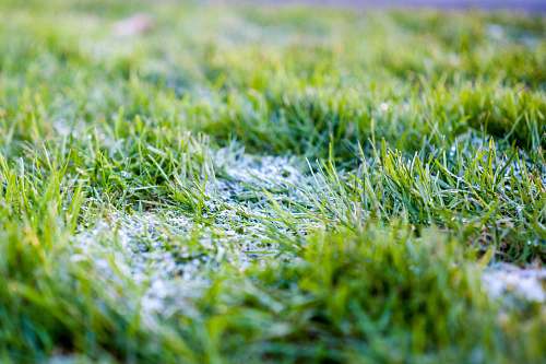 green closeup photo of green grass field flora
