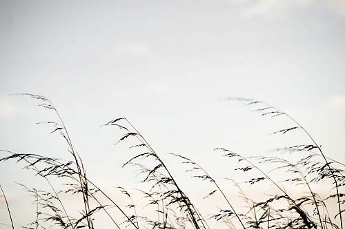 plant silhouette of grass field lawn
