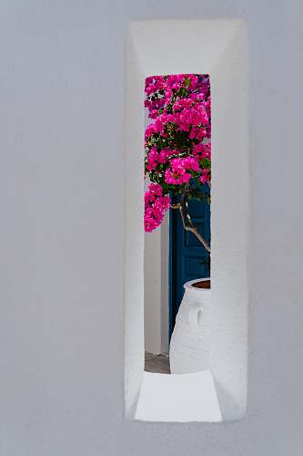 oia pink petaled flowers flower