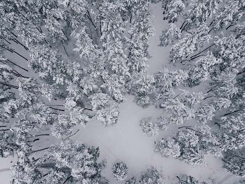 snow aerial view of pine trees covered with snow ukraine