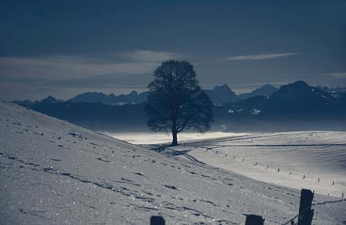 mountains bare tree surrounded by brown sand during daytime tree