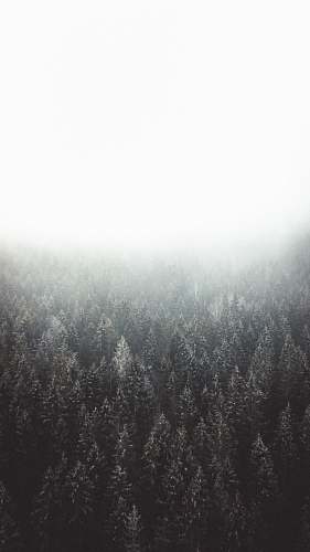 nature black and white abstract painting fog