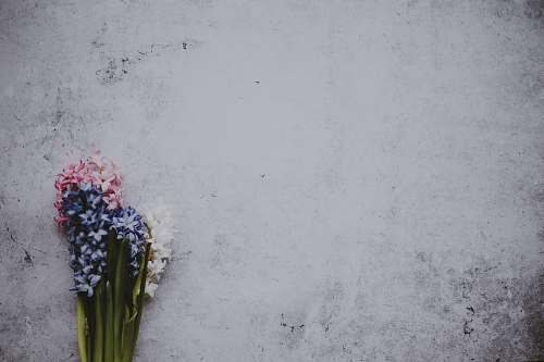 plant blue, white, and pink petaled flowers on gray surface background