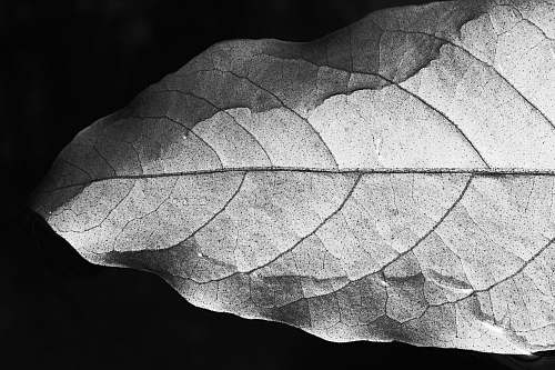 black-and-white brown leaf veins