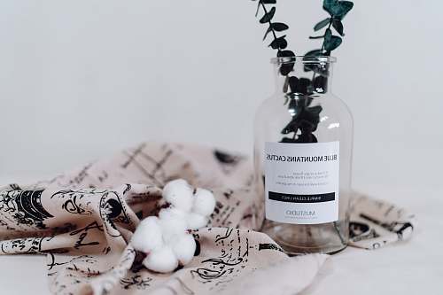 bottle clear glass bottle plant