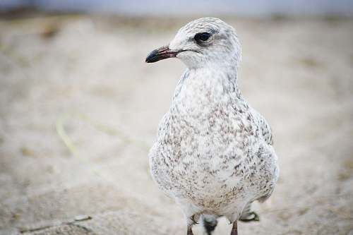 bird close up photography of white dove seagull