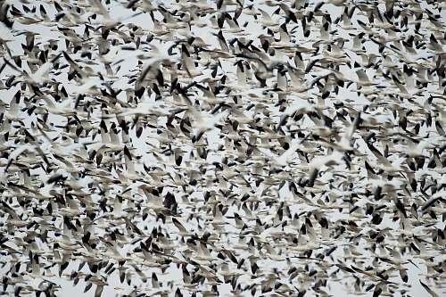 birds flock of white-and-black birds flock