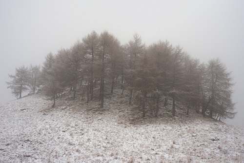 field forest covered by fog mist