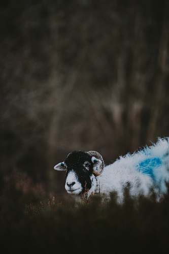 horns grayscale photo of white goat sitting on ground ram