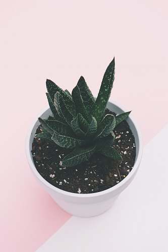 plant green leaf plant scott webb photography