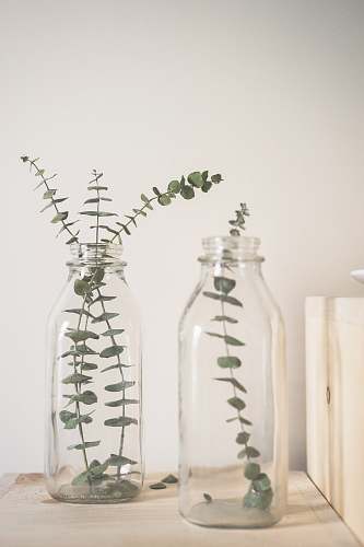 plant green leafed plant on clear glass vase glass