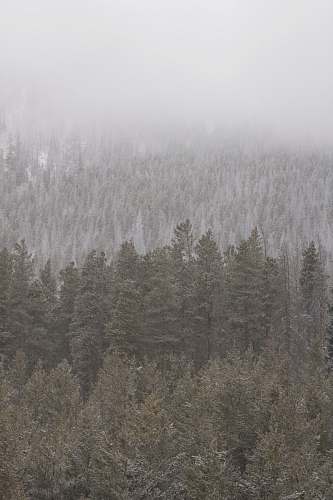 forest green trees surrounded by snow fog