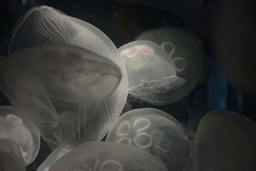 jellyfish jellyfish photo under water underwater