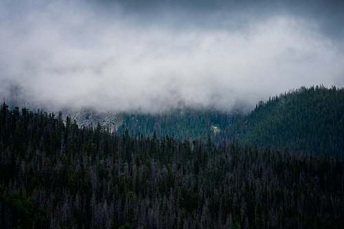 fog mountain under cloudy sky tree