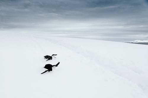 animal penguin on snow antarctica