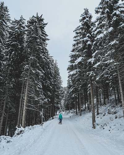 fir person walking on snowy forest trail austria
