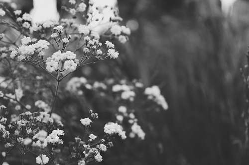 black-and-white petaled flowers in grayscale photo blossom