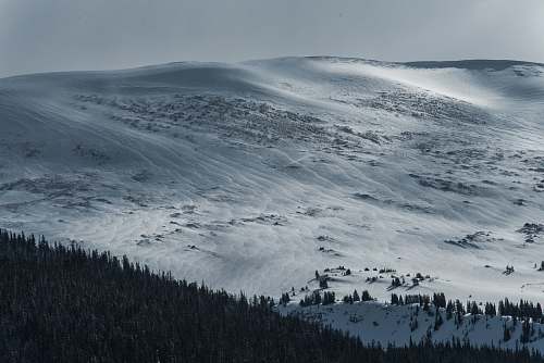 forest pine trees with snow covered mountain ahead overcast