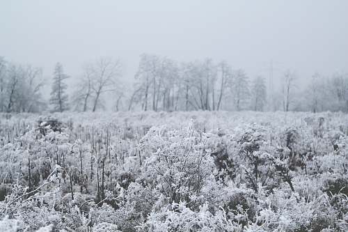 ice plant with snow snow