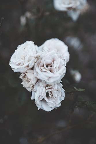 flower shallow focus photography of white flowers plant