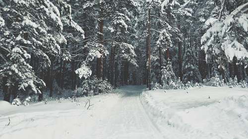 snow snow covered trees and field at daytime outdoors