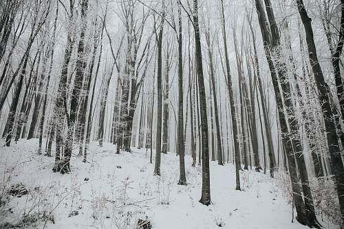 snow snow covered trees nature