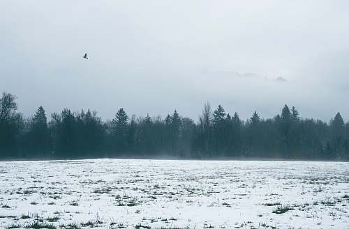 plant snow field during daytime tree