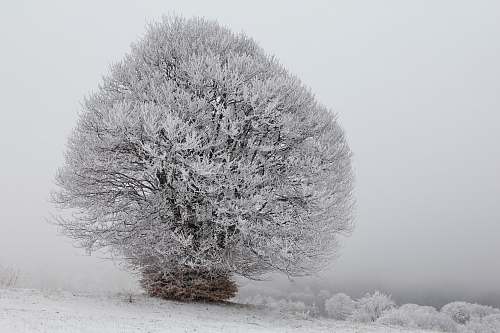 black-and-white snow frosted tree frost