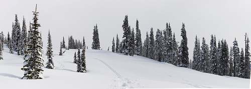 tree snowy mountain side plant