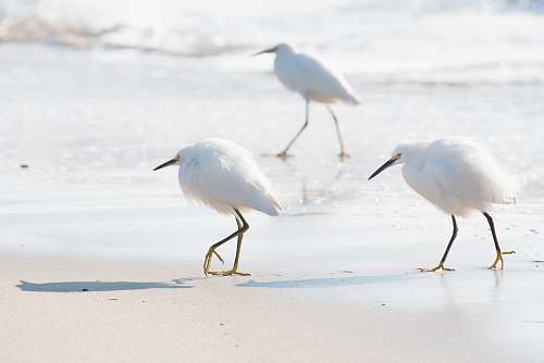 bird three white birds walking on white sand on seashore during daytime heron