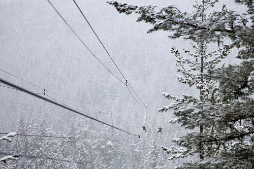 canada trees coated with snow zipline
