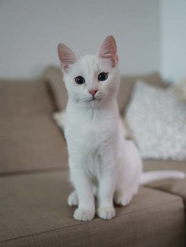 cat white cat sitting on brown couch pet