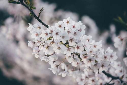 flower white cherry blossom flowers blooming blossom