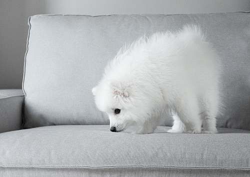 canine white dog on grey sofa animal