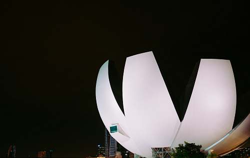 building white flower form building at night singapore